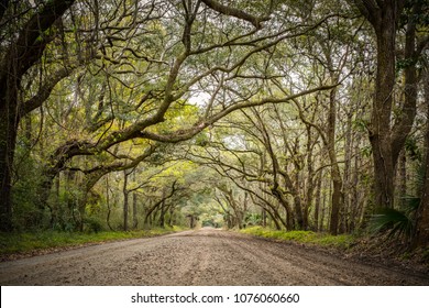 Tree Tunnel At Botany Bay Road In Edisto, South Carolina, USA