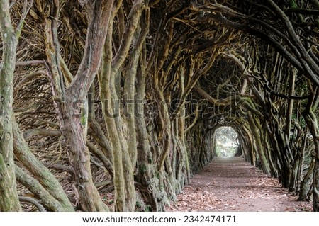 Tree Tunnel made over years by shapinng treetrunks to create a tunnel through a forest.