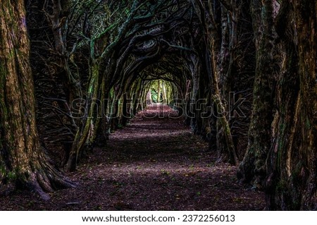 Tree Tunnel made over years by shapinng treetrunks to create a tunnel through a forest.