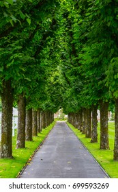 Tree Tunnel In Meuse-Argonne WW1 American Military Cemetery, Meuse, France