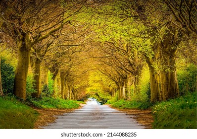 Tree tunnel road. A road in the form of a tunnel made of trees. Tree tunnle alley road. Beautiful tunnel alley road