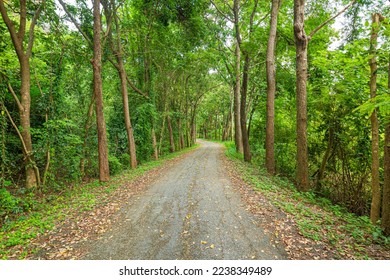 Tree tunnel and road,Pathway lane path with green trees in the forest. Beautiful alley in the park. Pathway through the dark forest.