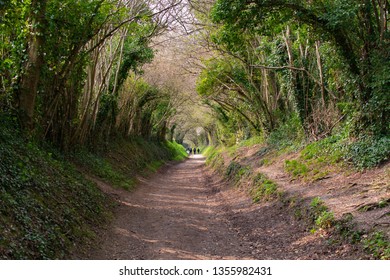 Tree Tunnel In Southern England During The Beginning Of Spring. Magical Environment In The Heart Of The South Downs National Park In West Sussex