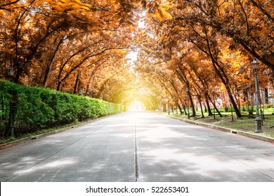 Tree Tunnel With Sunlight,autumn Landscape.