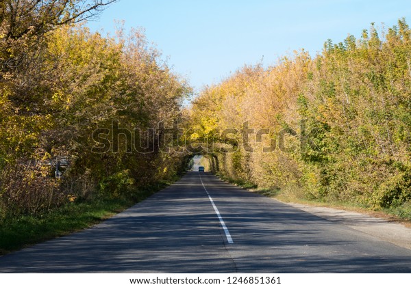 Tree tunnel with\
sunlight,autumn landscape.