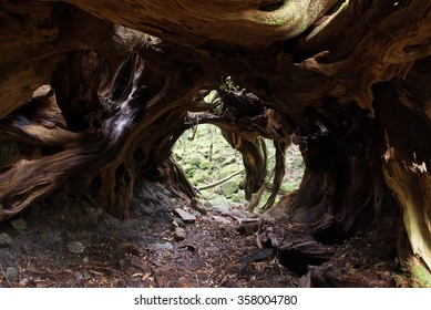 Tree tunnel Yakushima