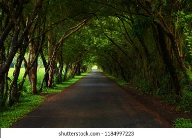 Tree Tunnels in the rainy season
