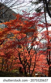 Tree Turn Red In Suwon World Cup Stadium