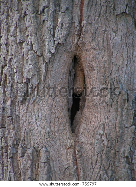 TREE\
TURNK WITH DAMAGED AREA AND SCAR TISSUE ON THE\
TRUNK