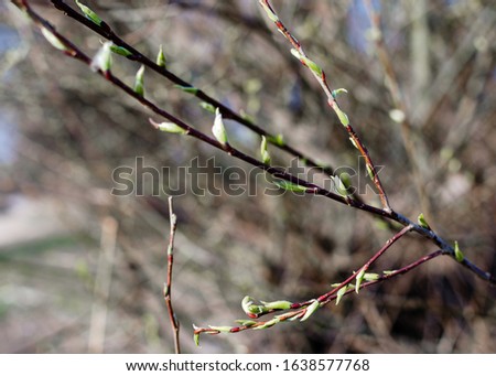tree twigs with buds in spring