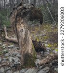 Tree twisted by tornado before breaking on hiking trail in Cheaha state park in alabama