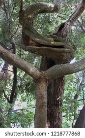 Tree twisted into a strange shape resembling a fantastic beast