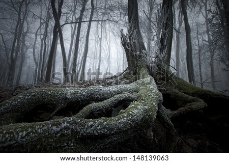 tree with twisted roots in a dark frozen forest