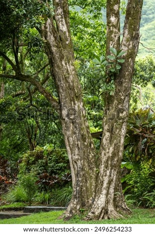 Tree with Two Trunks in Forest Clearing.