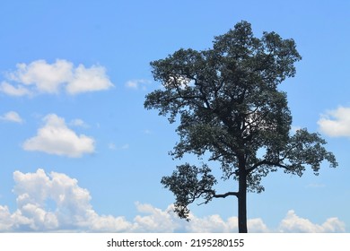 The Tree under The Blue Sky