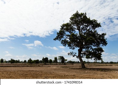 Tree under blue sky and cloud. Summer sky