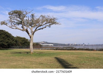 Tree Under The Grass Of Parque Guaíba In The City Of Porto Alegre, Brazil.