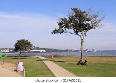 Tree Under The Grass Of Parque Guaíba In The City Of Porto Alegre, Brazil.