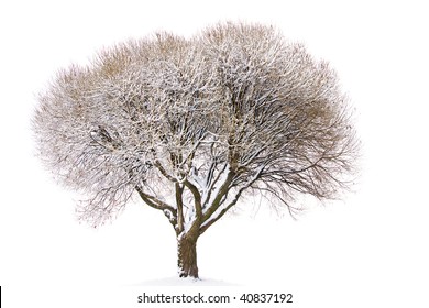 Tree Under Snow Isolated On White Background