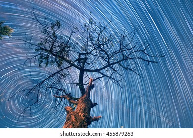 tree under starry sky