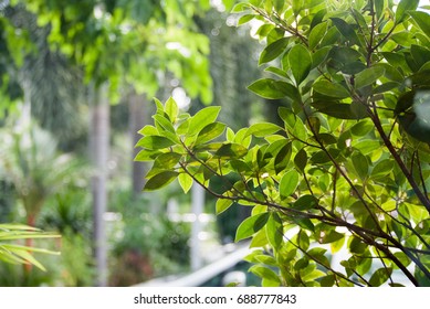 Tree under sunshine.