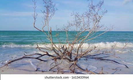 Tree Under Water On Honeymoon Island