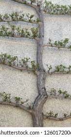 Tree, United States National Arboretum, DC