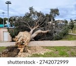 Tree uprooted by the force of the wind during Storm Nils
