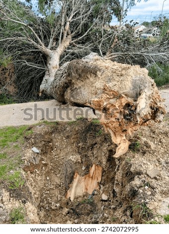 Tree uprooted by the force of the wind during Storm Nils
