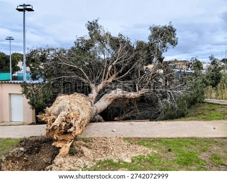 Tree uprooted by the force of the wind during Storm Nils
