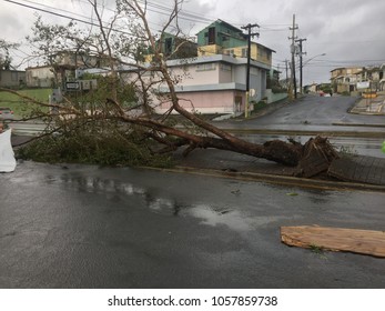 tree uprooted by hurricane maria in puerto rico