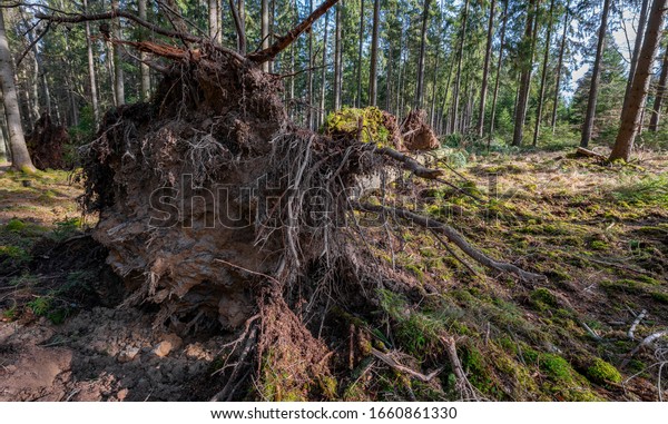 tree uprooted by storm in\
the forest