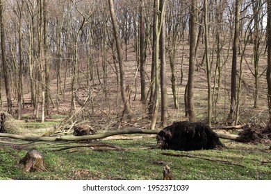 Tree uprooted by wind. Fallen tree with roots in the spring or summer forest. Effects of storm wind or hurricane
