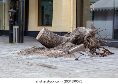 tree uprooted during a strong wind in the city among the paved area. Close up of the bottom of a tree that was blown over during a storm with the roots high in the air.