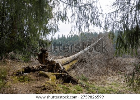 Tree uprooted in a forest