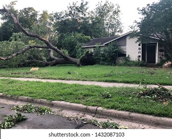 Tree is uprooted outside home. Damage done from a microburst or rain bomb. Winds were 70 mph and caused wide spread damage across Dallas, TX. Trees exploded. Trees break at the trunk. Trees down.