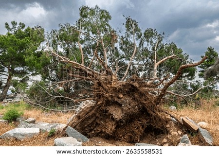 Tree uprooted in a storm