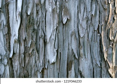 Silver Maple Bark High Res Stock Images Shutterstock