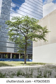 Tree In A Vacant Lot, Chicago, Illinois 