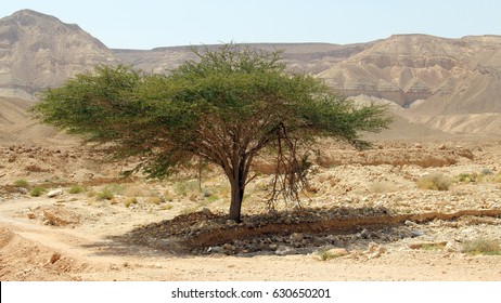 Tree in a valley on mountains background. Desert Negev.