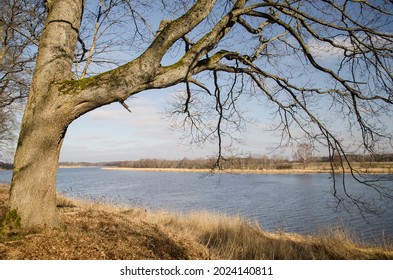 Tree and Venta river on a spring day, Varve, Latvia.