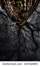 Tree vertical view