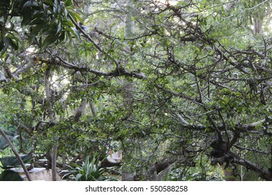tree view