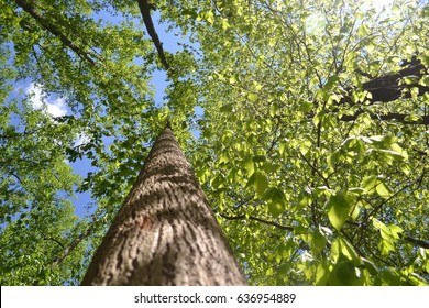 Tree view