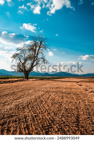 Tree view in Antalya steppe