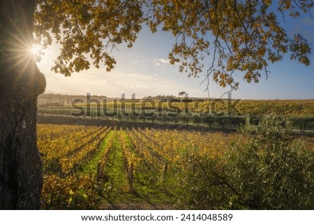 Tree and vineyards, autumn landscape in Chianti region at sunset. Pievasciata, Castelnuovo Berardenga, Tuscany region, Italy