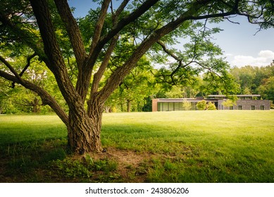 Tree and the Visitor Center at Cylburn Arboretum in Baltimore,  Maryland.