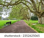 Tree Walk in Victoria Park, Auckland
