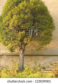 tree wall and window