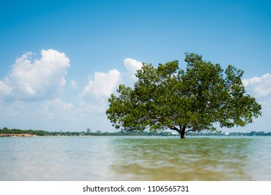 tree in water